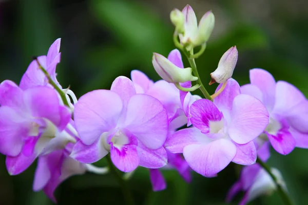 Vackra orkidé Royaltyfria Stockfoton