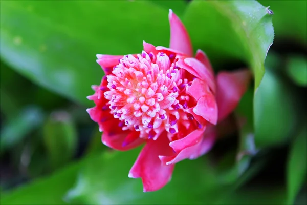 Pink flower with green leaves — Stock Photo, Image