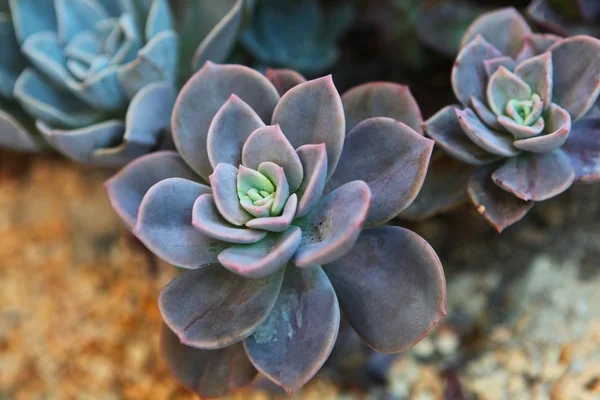 stock image Peacock Echeveria