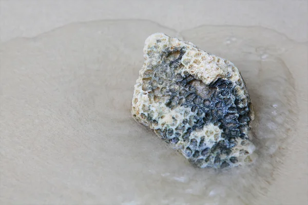 Stock image Coral stone on the beach