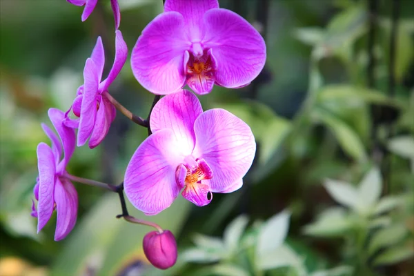 Vackra orkidé Royaltyfria Stockbilder