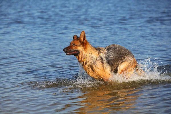 Sheep-dog in water — Stock Photo, Image