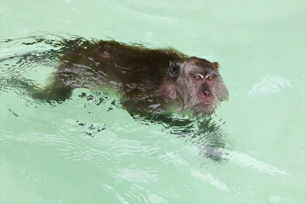 Monkey swimming — Stock Photo, Image