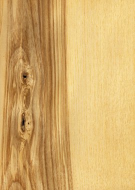 Ash tree (wood texture) clipart