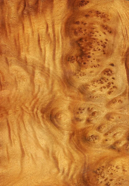 Корень камфоры (текстура дерева) ) — стоковое фото