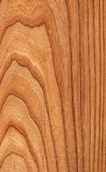 Elm (houtstructuur) — Stockfoto