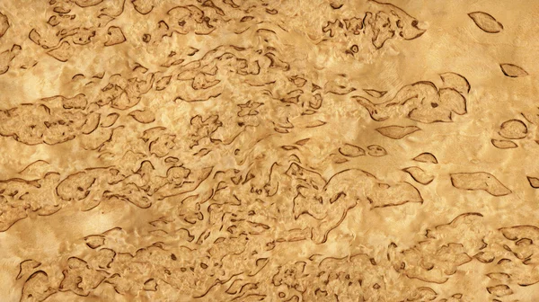 Karelian birch (wood texture) — Stock Photo, Image