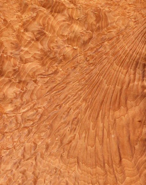 Raiz de Madrone (textura de madeira ) — Fotografia de Stock