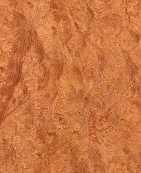 Madrone в корінь (деревини текстуру) — стокове фото