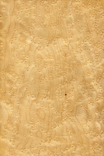 Javor ptačí oko (texturu dřeva) — Stock fotografie