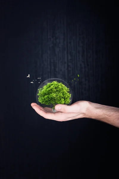 Árbol en las manos. concepto de ecología —  Fotos de Stock