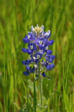 Lupinus texensis clipart