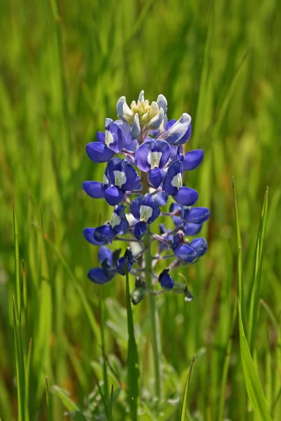Lupinus texensis 스톡 사진