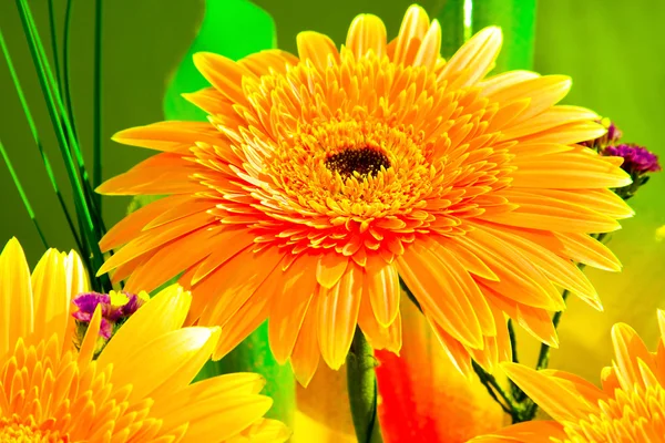 Beautiful sunny flower Stock Image