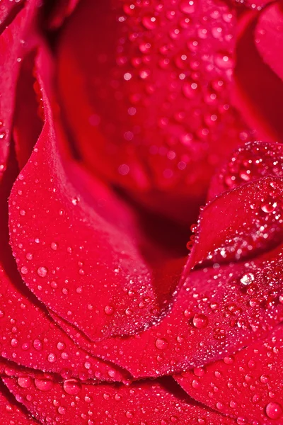 stock image Red rose