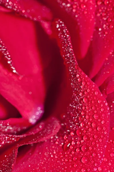 Red rose — Stock Photo, Image