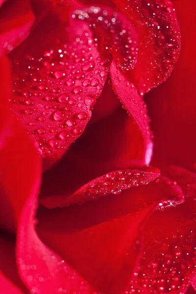 Κόκκινο τριαντάφυλλο — Φωτογραφία Αρχείου