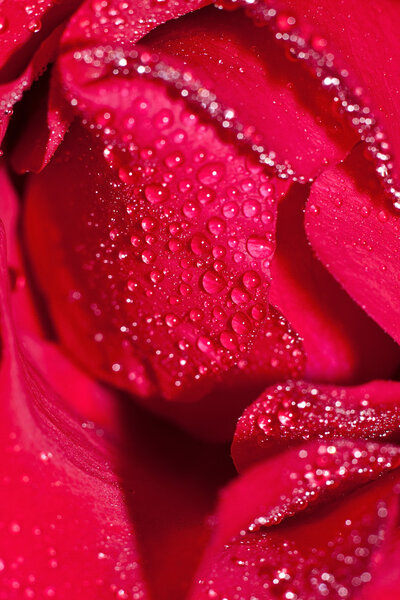 Red rose with dew drops on petals