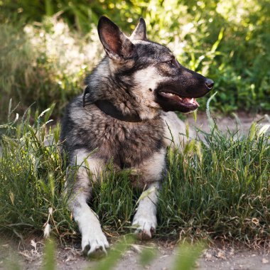 köpek çim döşeme