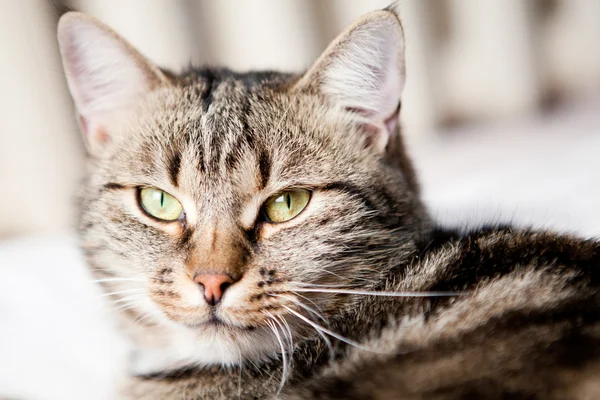 Tabby-Katze blickt in Kamera — Stockfoto