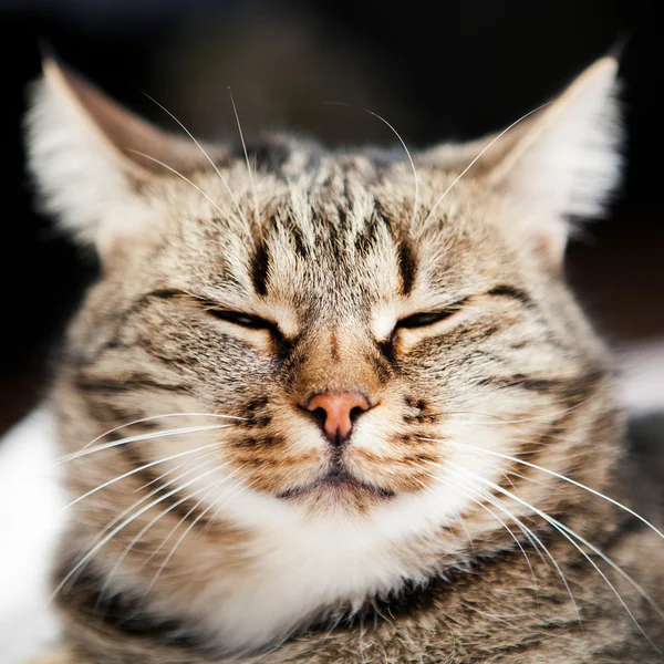 Avrupa kedi ön — Stok fotoğraf