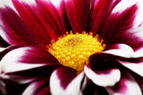 Fleur rouge vif avec le milieu jaune sur le fond blanc — Photo