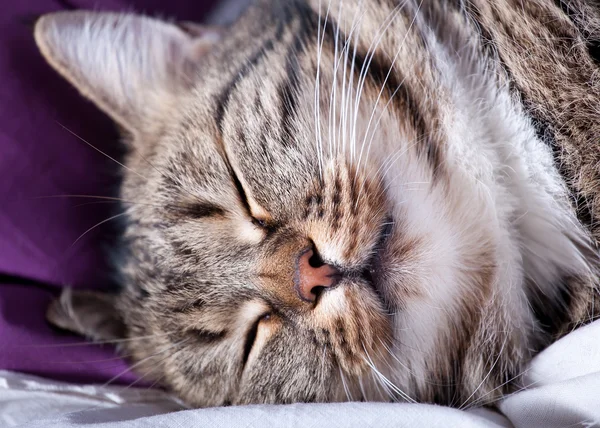 Очень красивая молодая европейская кошка спит — стоковое фото