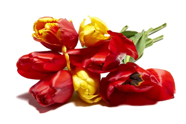 stock image Tulips