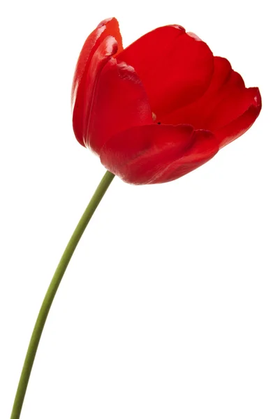 stock image Tulips