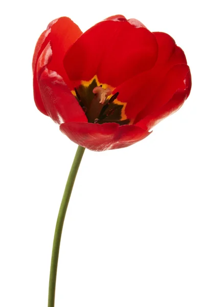 stock image Tulips