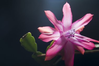 güzel pembe zygocactus veya christmas cactus flower