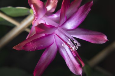 güzel pembe zygocactus veya christmas cactus flower