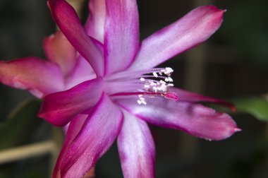 güzel pembe zygocactus veya christmas cactus flower