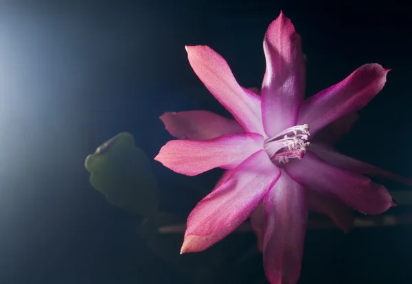 Образотворче рожева квітка на Zygocactus або Різдвяний кактус — стокове фото