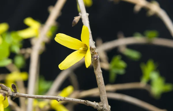 stock image Spring: yellow flowers of Common Forsythia in blossom