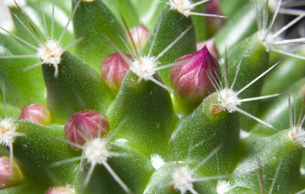 stock image Pink flowers bud protected by thorns