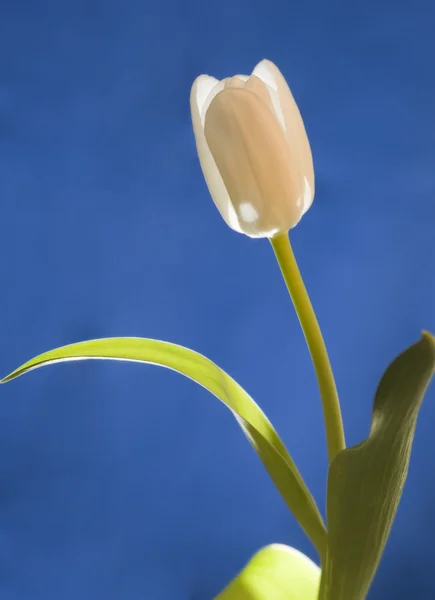 Beige tulpen op een blauwe achtergrond — Stockfoto
