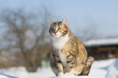 kış döneminde av arayan sarı tekir kedi