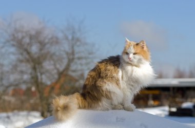 kedi üzerinde bir rüzgârla oluşan kar yığını