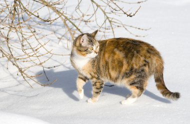 Kedi avlanıyor.