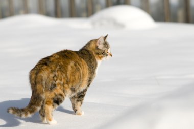 Kedi yürüyüşe çıktı.