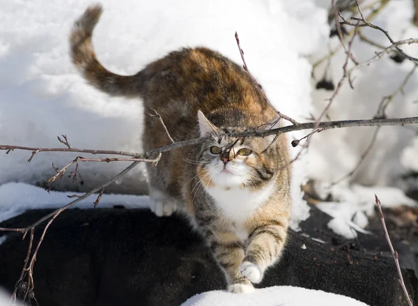 Stock image The cat sniffs the branch