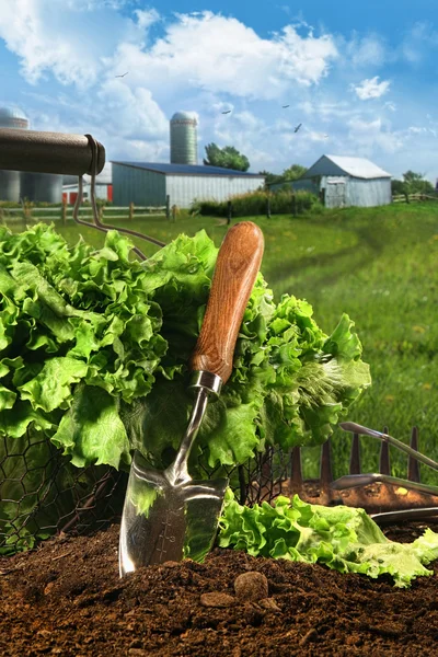 Basket of lettuce in garden — Stock Photo, Image