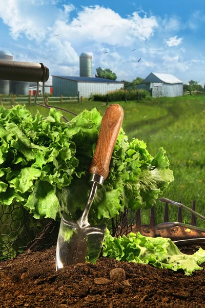 Panier de laitue dans le jardin — Photo