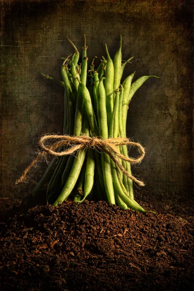 stock image Fresh green beans tied against grunge background