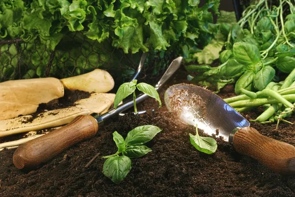 Zahradní téma s hlávkovým salátem a byliny — Stock fotografie