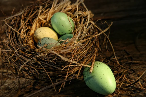 Speckled eggs in nest — Stock Photo, Image