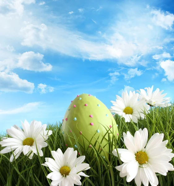 Osterei im Gras mit Gänseblümchen — Stockfoto