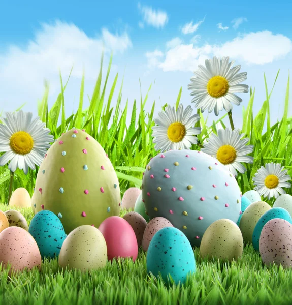 Colorful Easter eggs with daisies — Stock Photo, Image