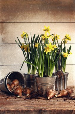 Potted daffodils wirh bulbs for planting clipart